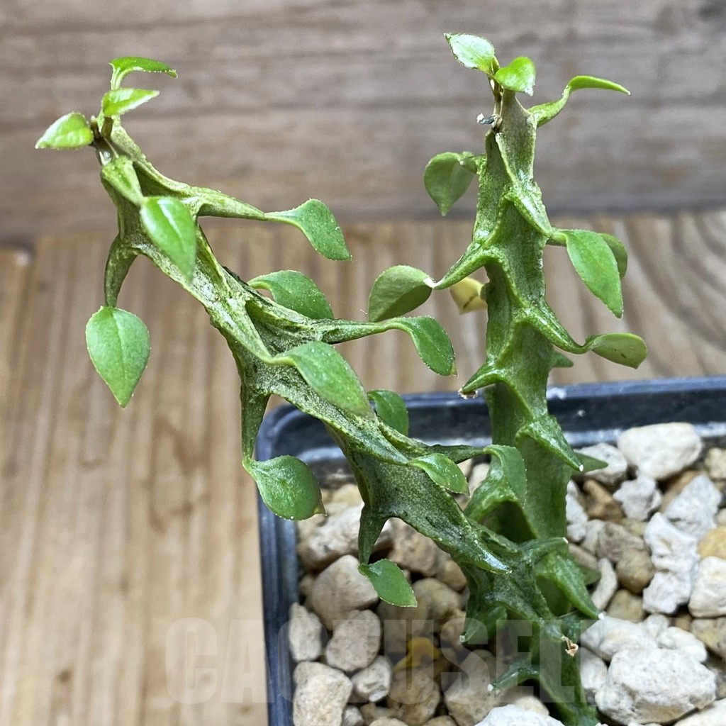 SH6258 Ceropegia simoneae 'Green Form', 2 plants