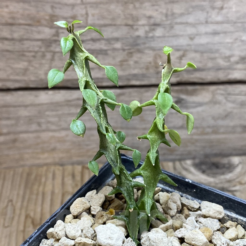 SH6258 Ceropegia simoneae 'Green Form', 2 plants - Image 2