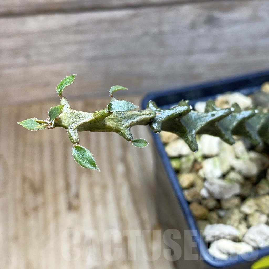 SH6260 Ceropegia gicky