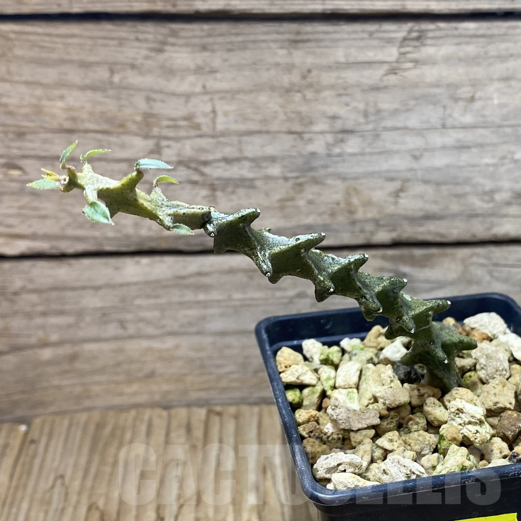 SH6260 Ceropegia gicky - Imagen 2