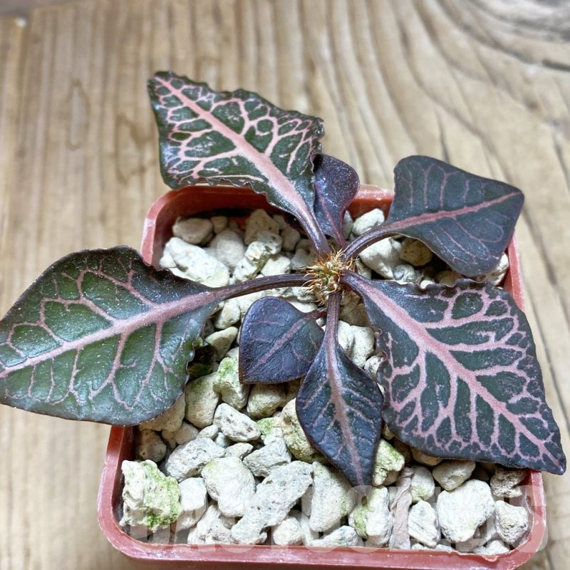 SH6261 Euphorbia francoisii hybrid