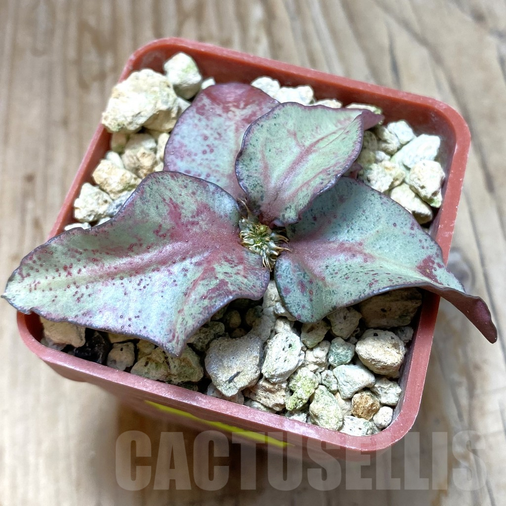 SH6264 Euphorbia francoisii hybrid - 画像 (2)