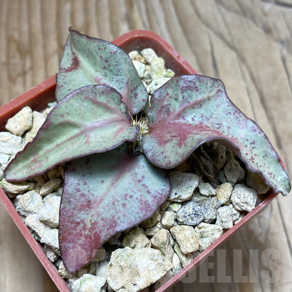 SH6264 Euphorbia francoisii hybrid