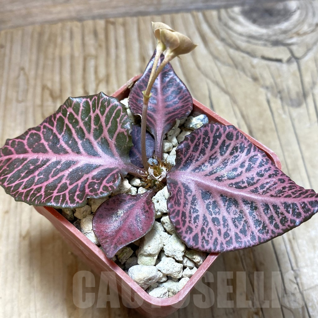 SH6267 Euphorbia francoisii hybrid