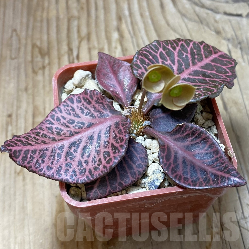 SH6267 Euphorbia francoisii hybrid - Image 2