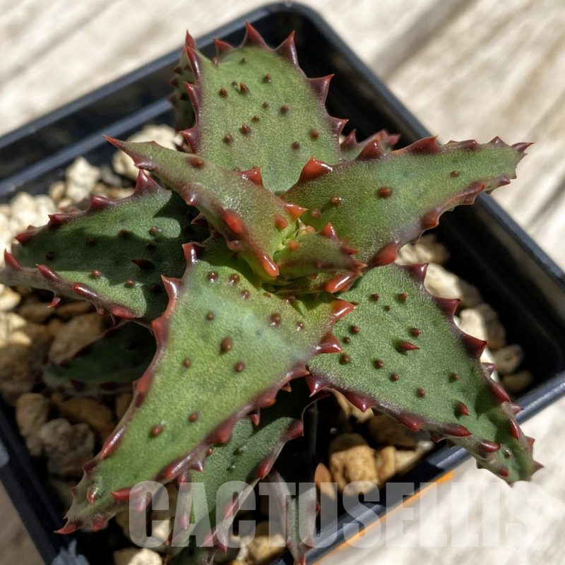 SH6272 Aloe castilloniae