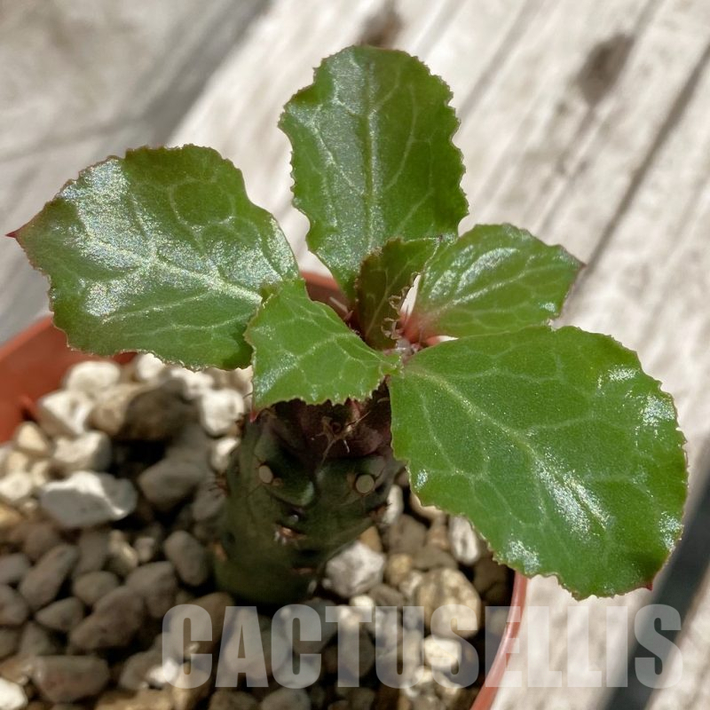 SH6281 Monadenium ritchiei v. marsabitense