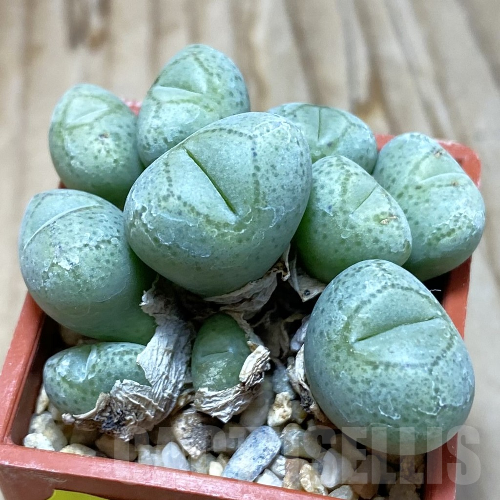 SH6229 Conophytum klinghardtense