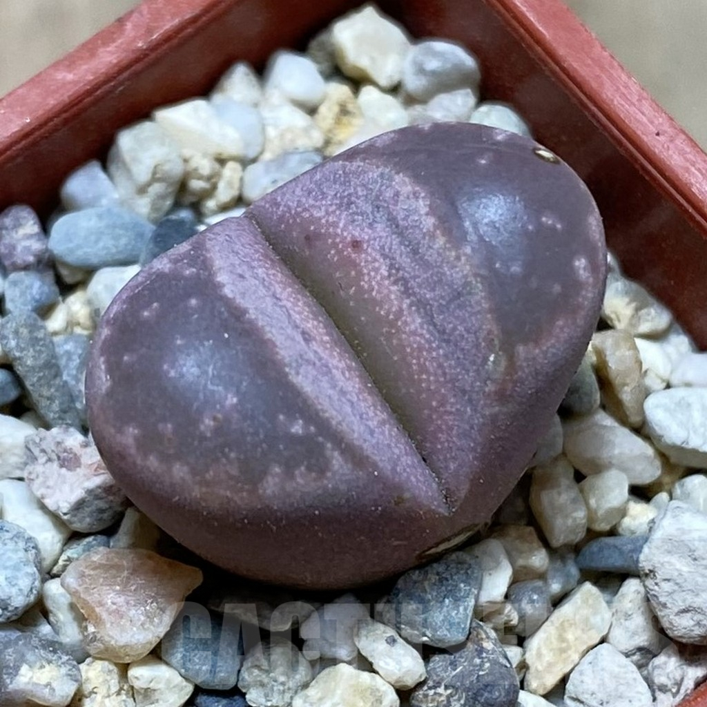 SH6221 Lithops optica f. rubra