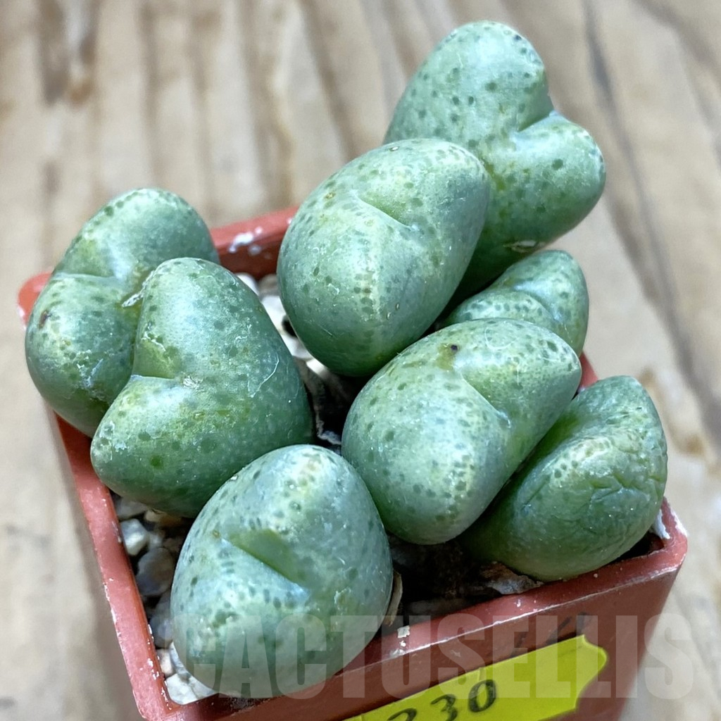 SH6230 Conophytum ernianum, clone 2