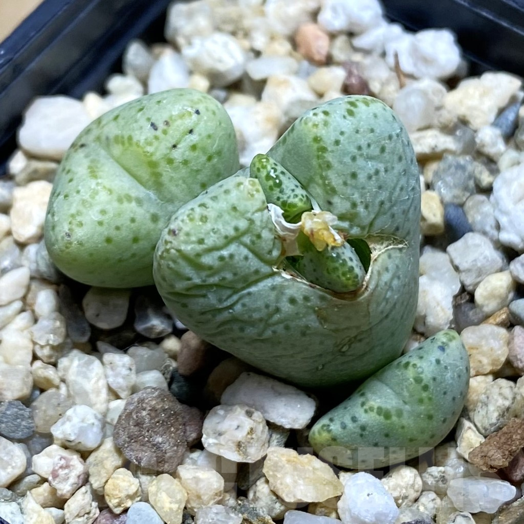 SH6231 Conophytum ernianum