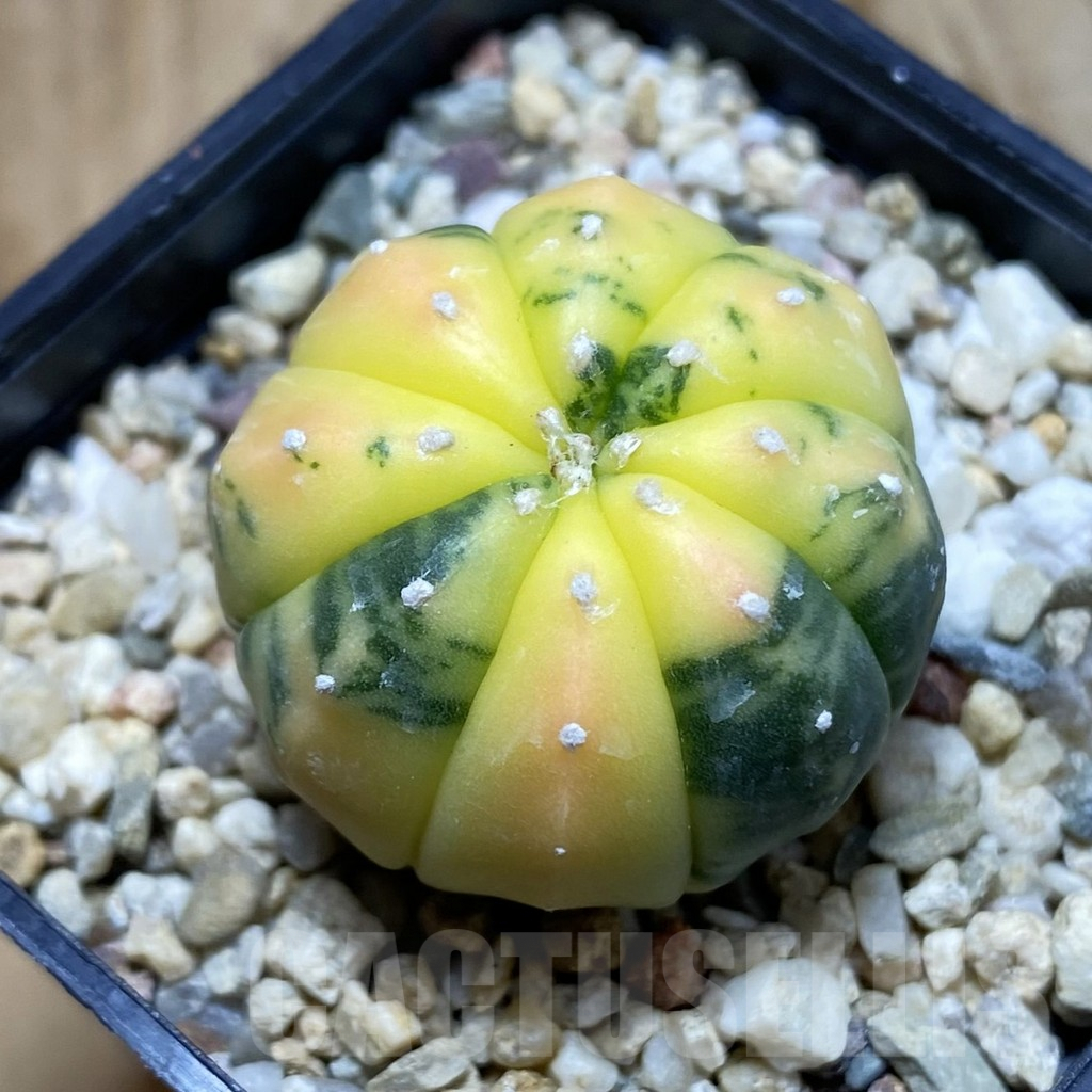 SH6234 Astrophytum asterias f. variegata