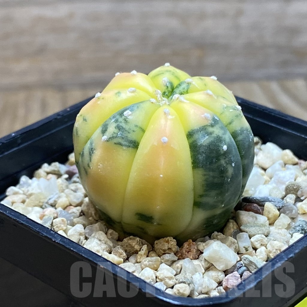 SH6234 Astrophytum asterias f. variegata – Image 2