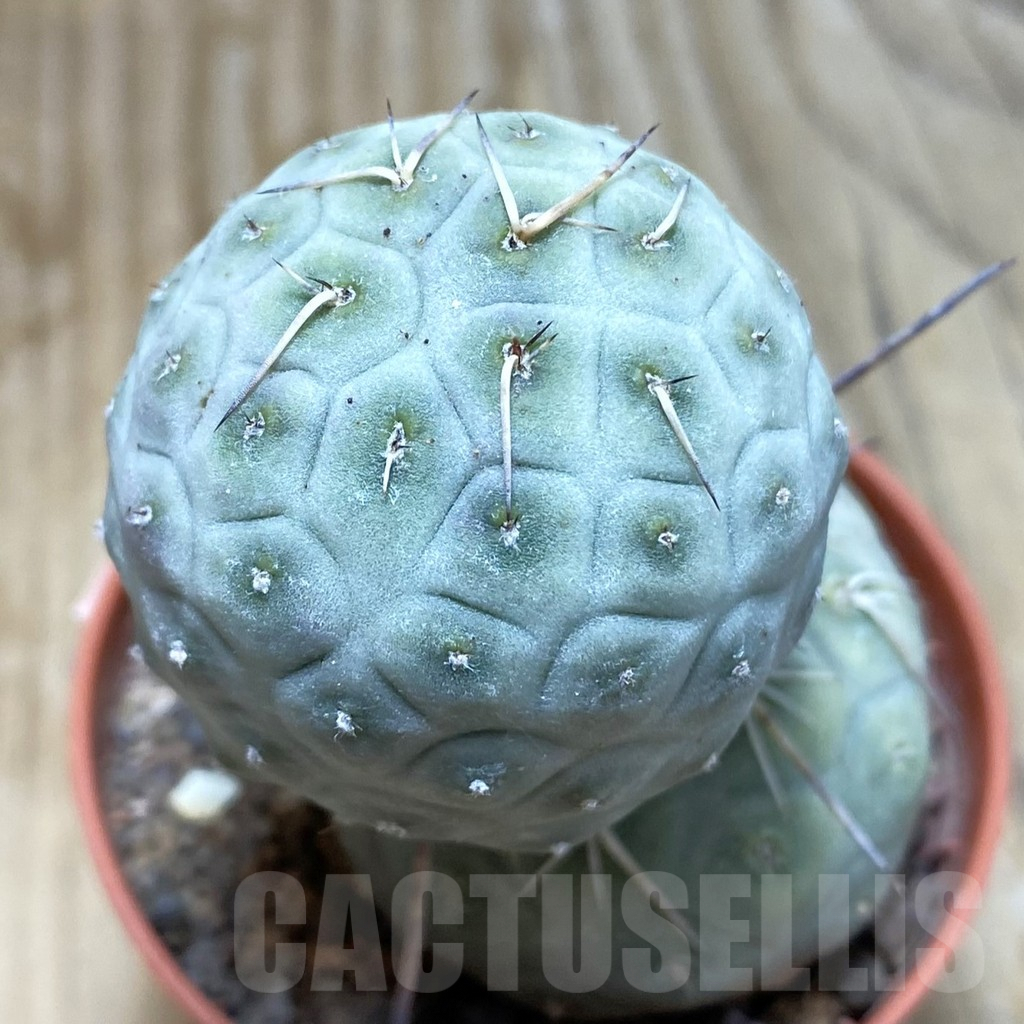 SH6235 Tephrocactus geometricus