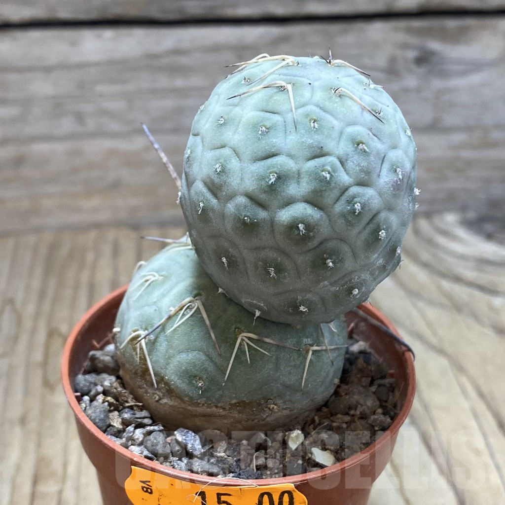 SH6235 Tephrocactus geometricus - Зображення 2