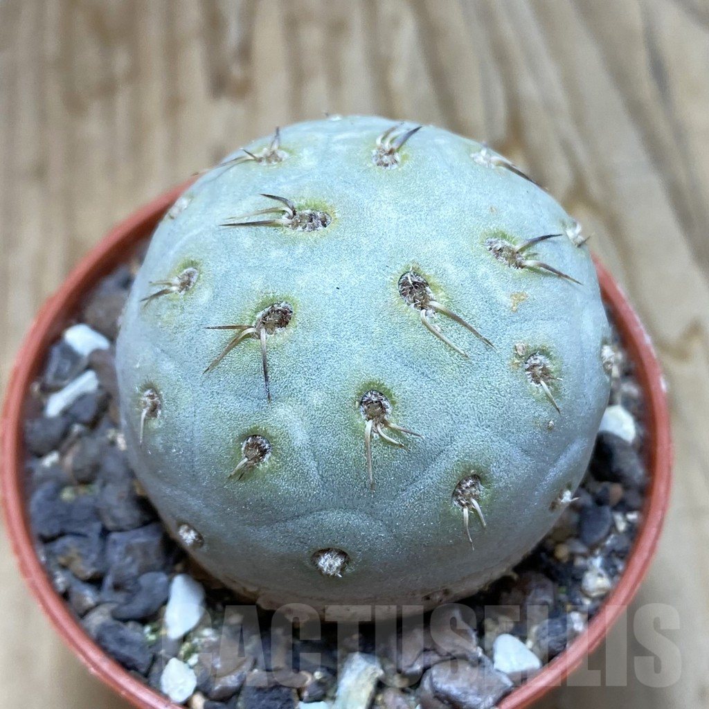 SH6236 Tephrocactus geometricus