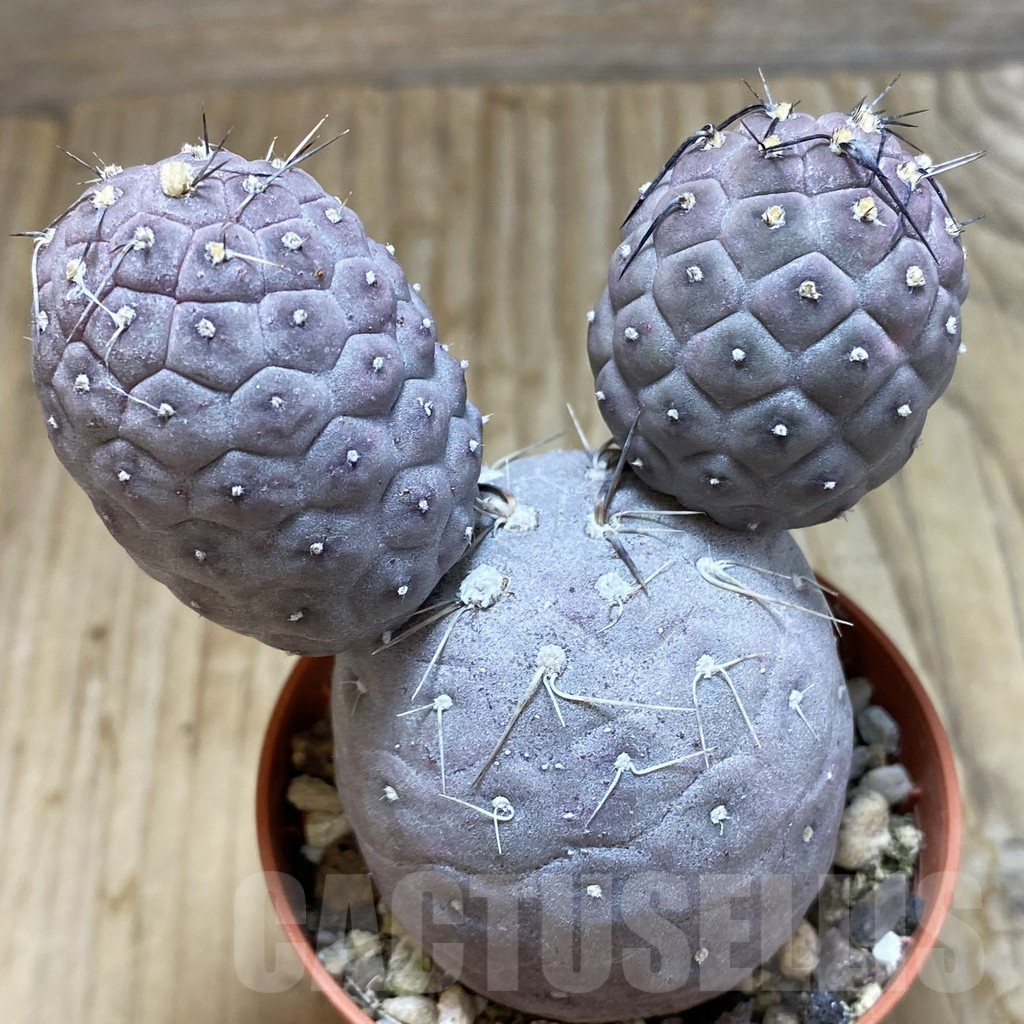SH6237 Tephrocactus geometricus