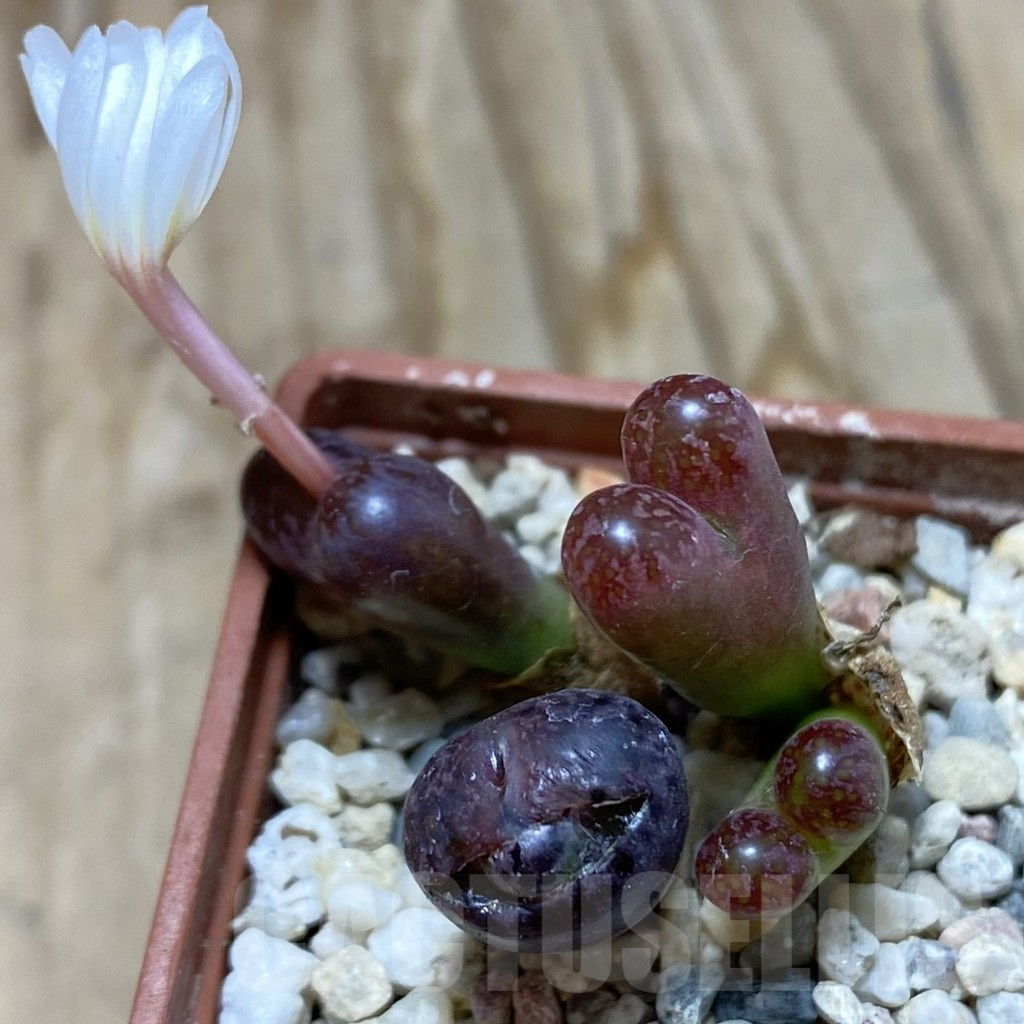 SH6222 Conophytum pellucidum ‘Makins Plum’
