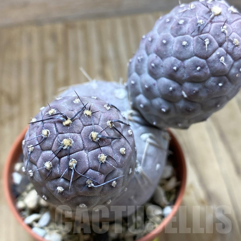 SH6237 Tephrocactus geometricus - Зображення 2