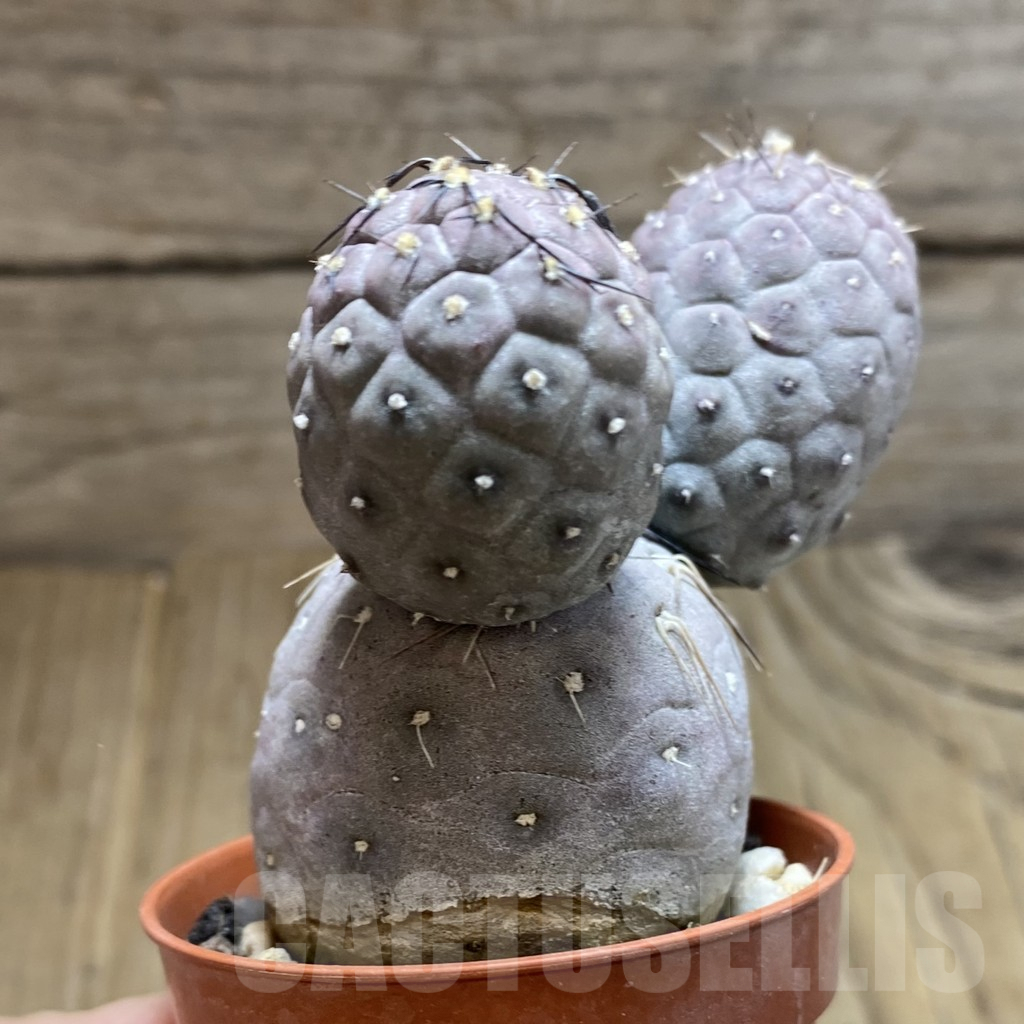 SH6237 Tephrocactus geometricus - Зображення 3