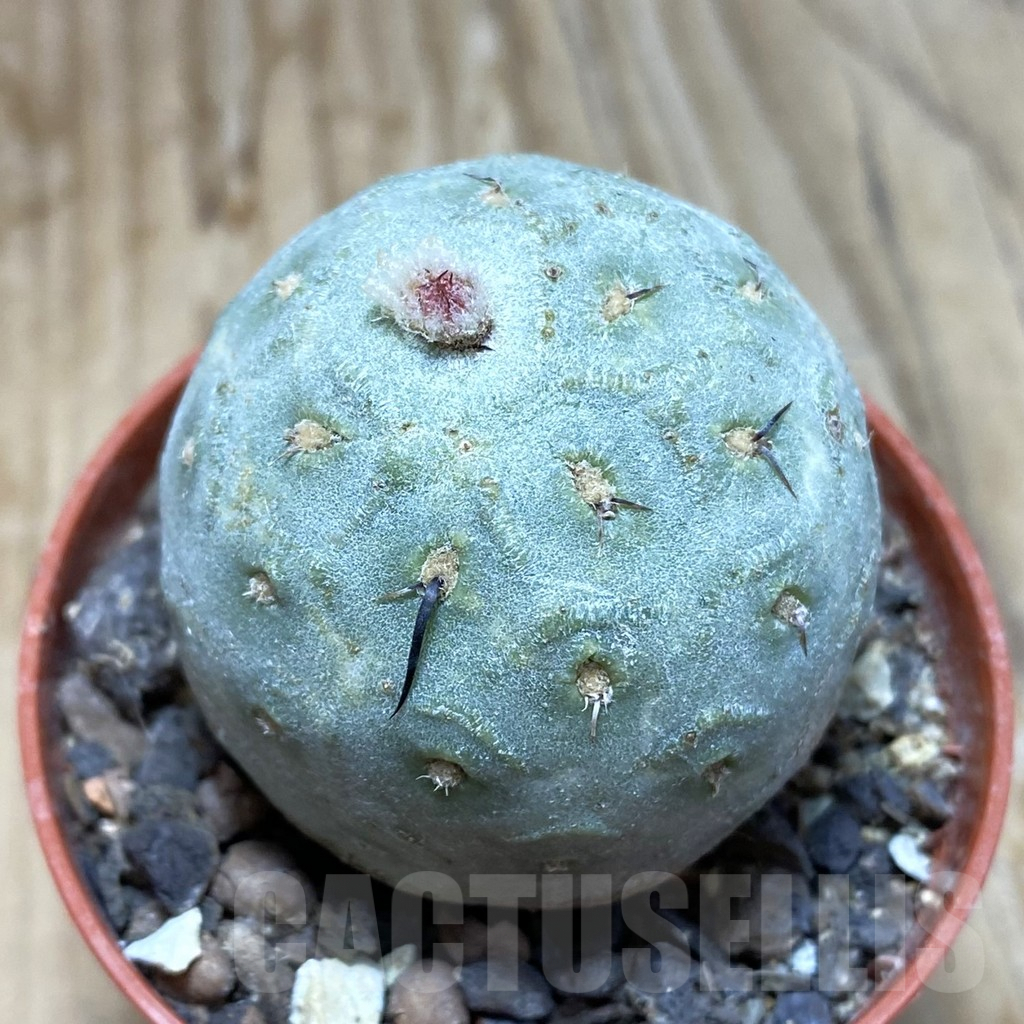 SH6238 Tephrocactus geometricus