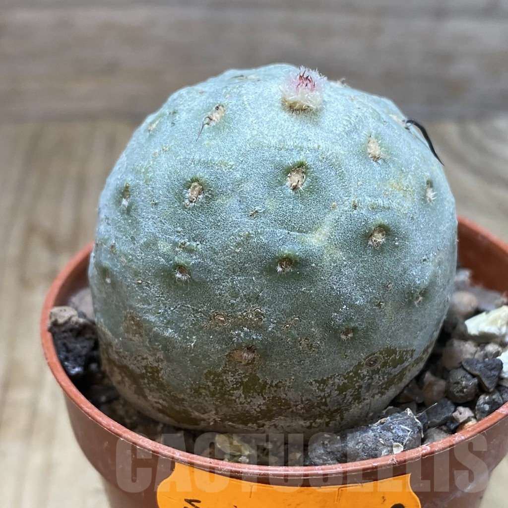 SH6238 Tephrocactus geometricus - 画像 (2)