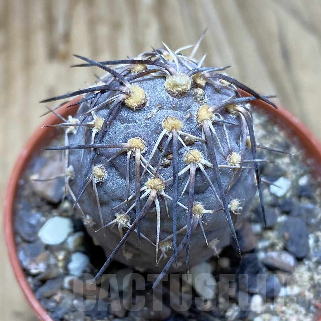 SH6241 Tephrocactus geometricus
