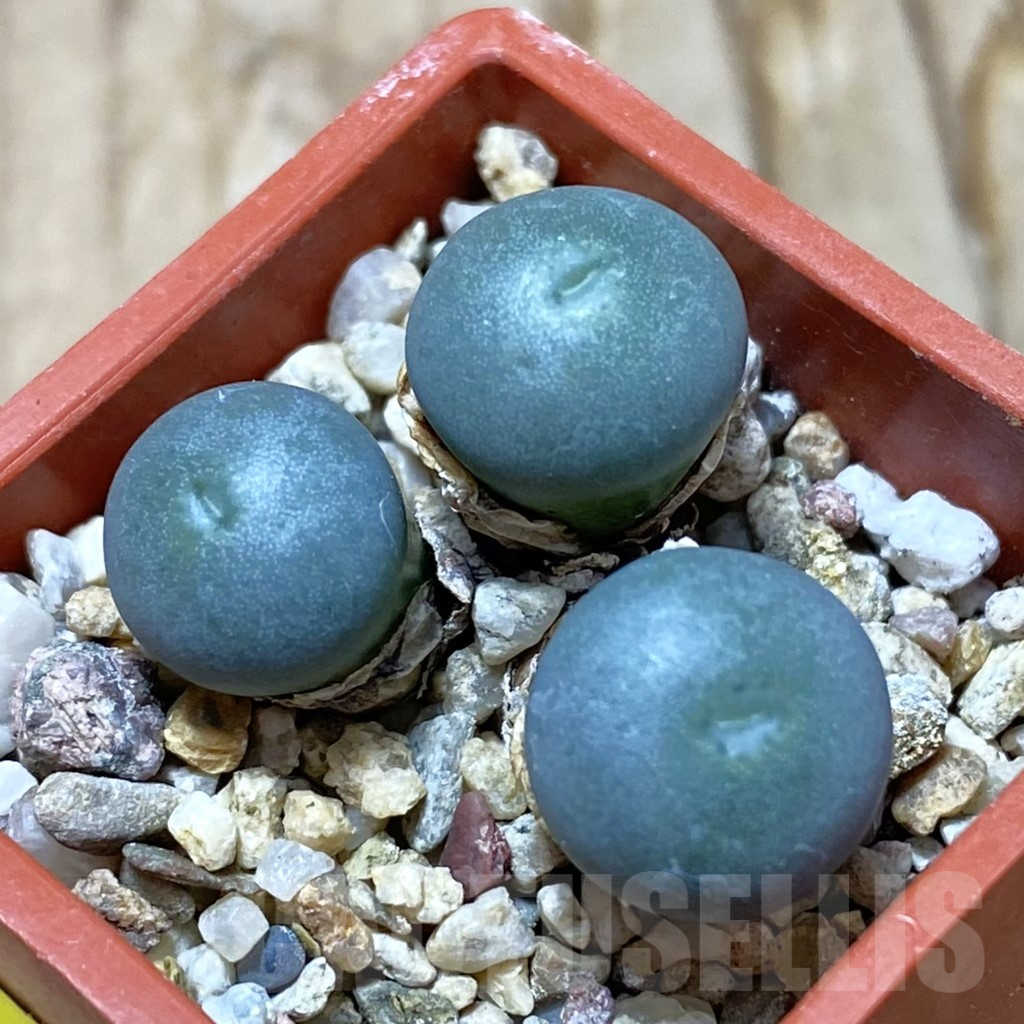 SH6223 Conophytum minutum -Roodekloof-