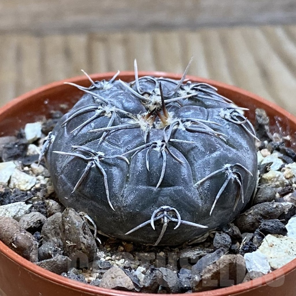 SH6245 Gymnocalycium berchtii VS 161 -Chanares, San Luis- – Bild 2