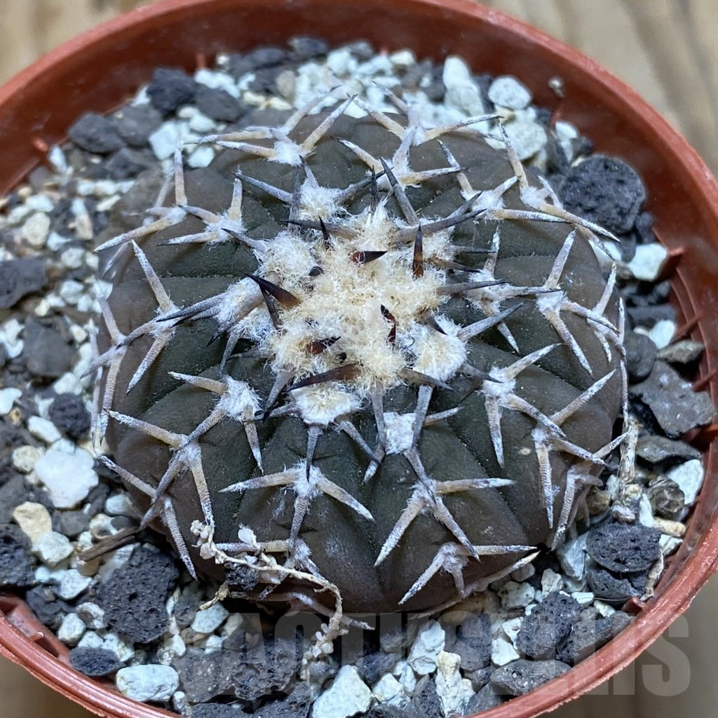 SH6247 Gymnocalycium asterium v. paucispinum