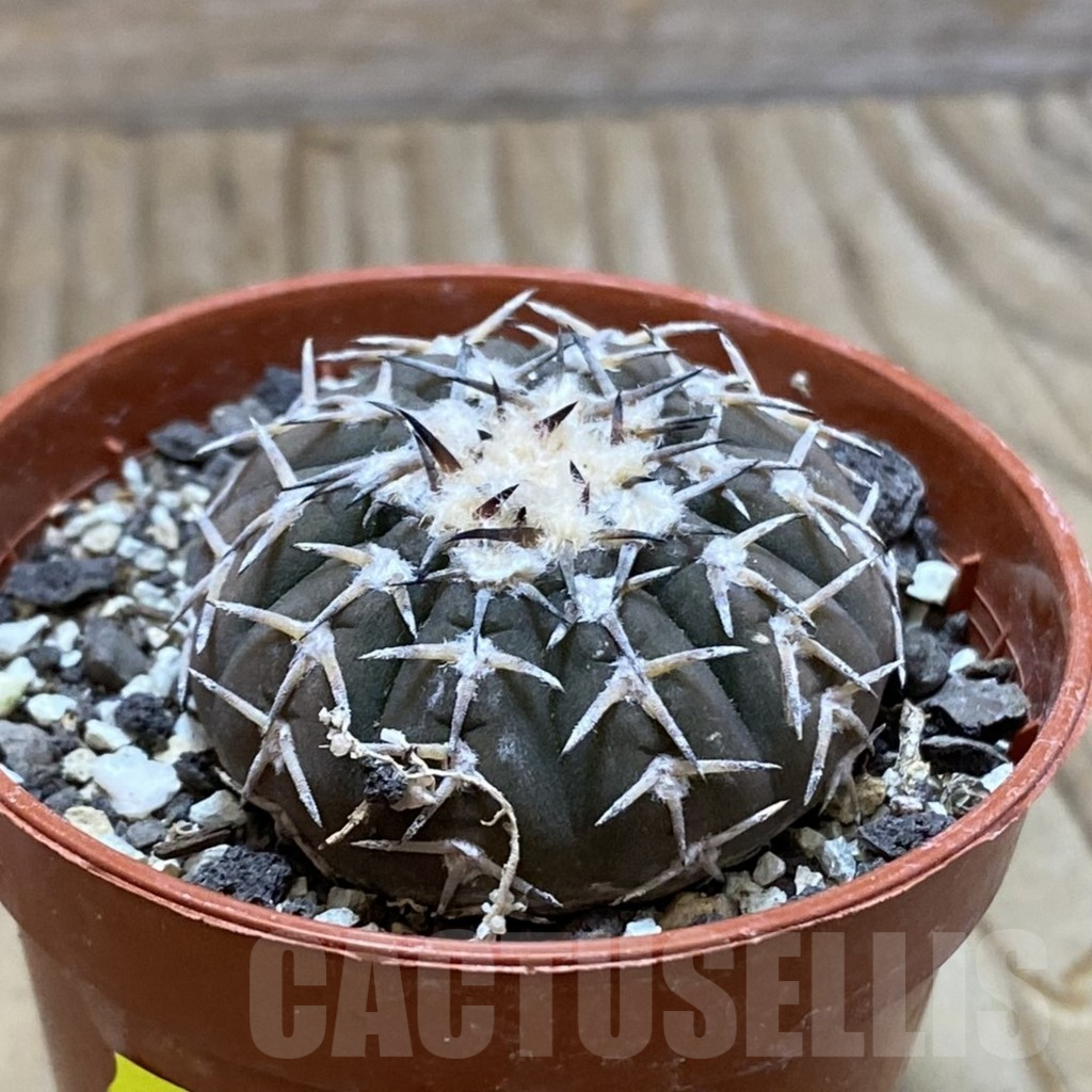 SH6247 Gymnocalycium asterium v. paucispinum - Image 2