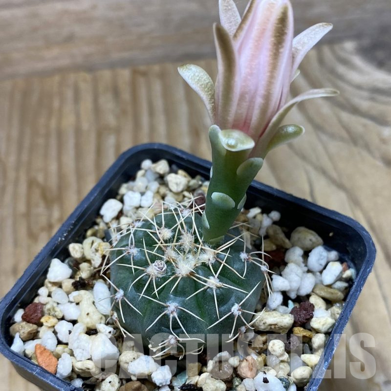 SH6249 Gymnocalycium gaponii VG 503