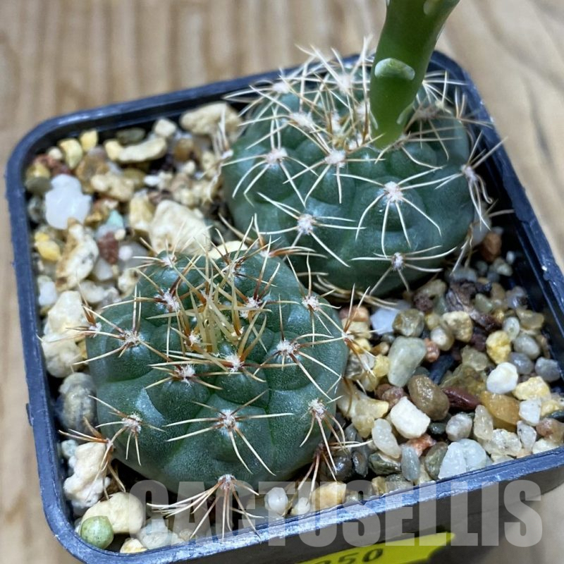 SH6250 Gymnocalycium gaponii VG 503, 2 plants