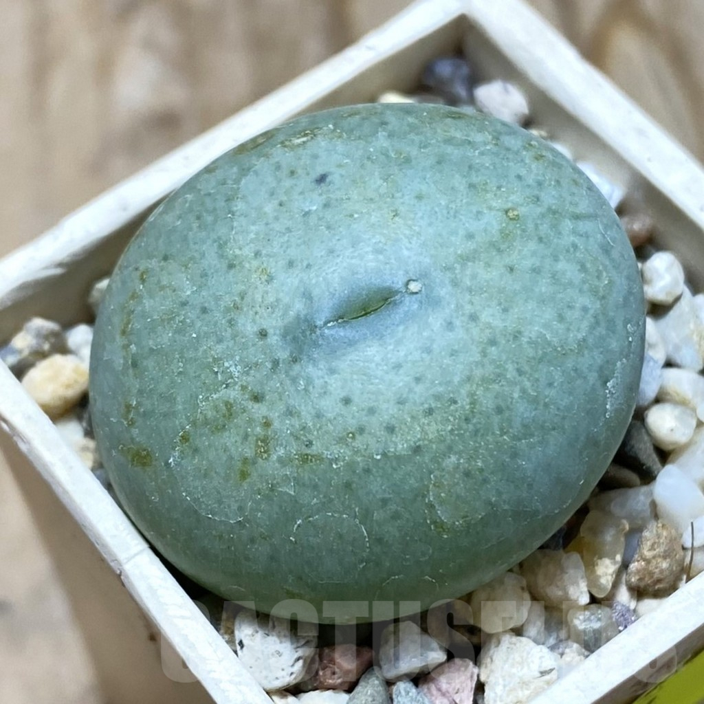 SH6224 Conophytum longum