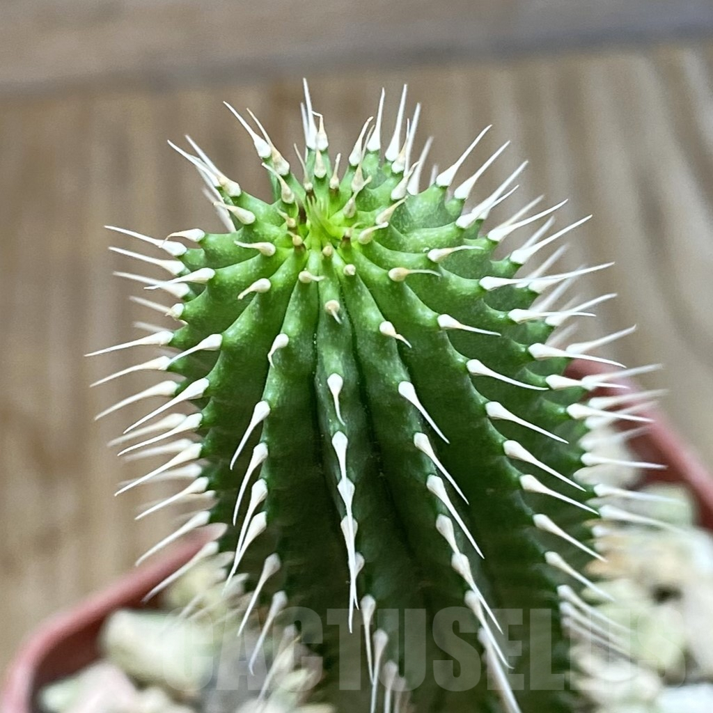 SH6253 Hoodia gordonii