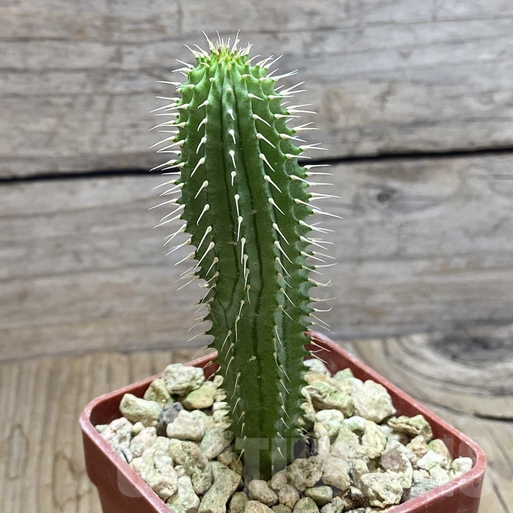 SH6253 Hoodia gordonii - Obrázek 2