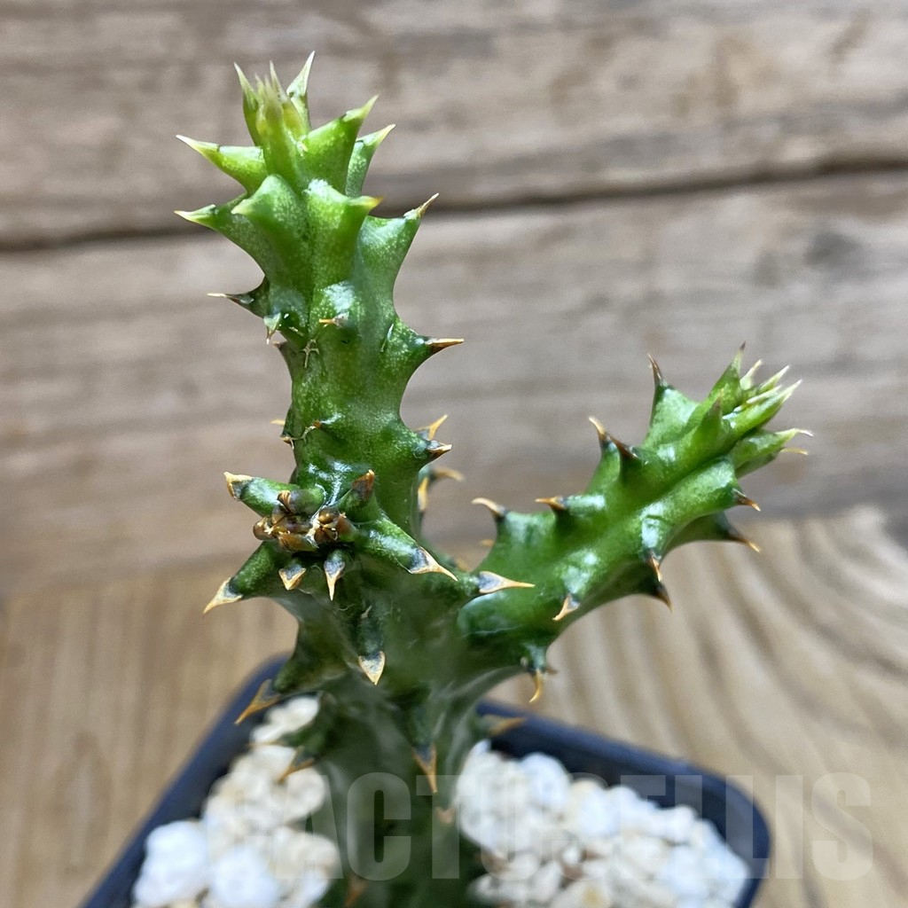 SH6255 Edithcolea grandis