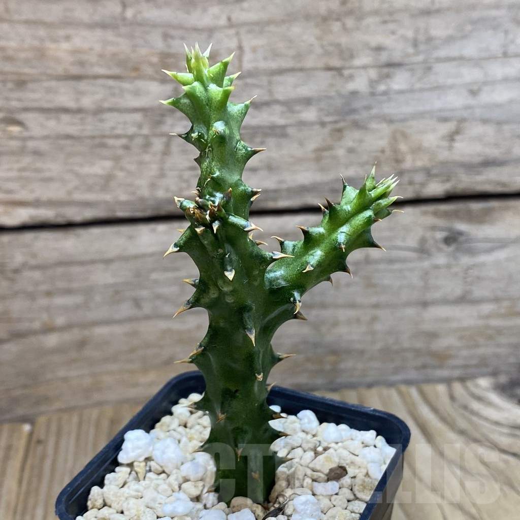 SH6255 Edithcolea grandis – Image 2