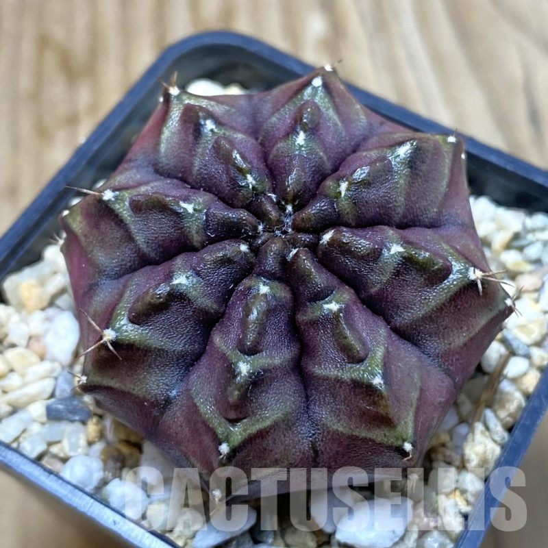 SH6313 Gymnocalycium mihanovichii ‘Nana’ x ‘Day Dream’, seedling