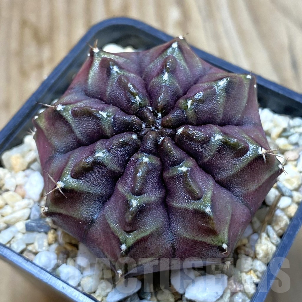 SH6313 Gymnocalycium mihanovichii ‘Nana’ x ‘Day Dream’, seedling