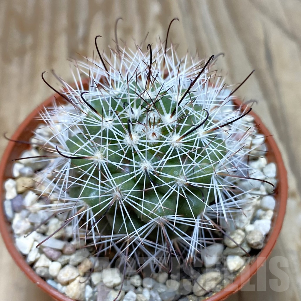 SH6283 Mammillaria insularis