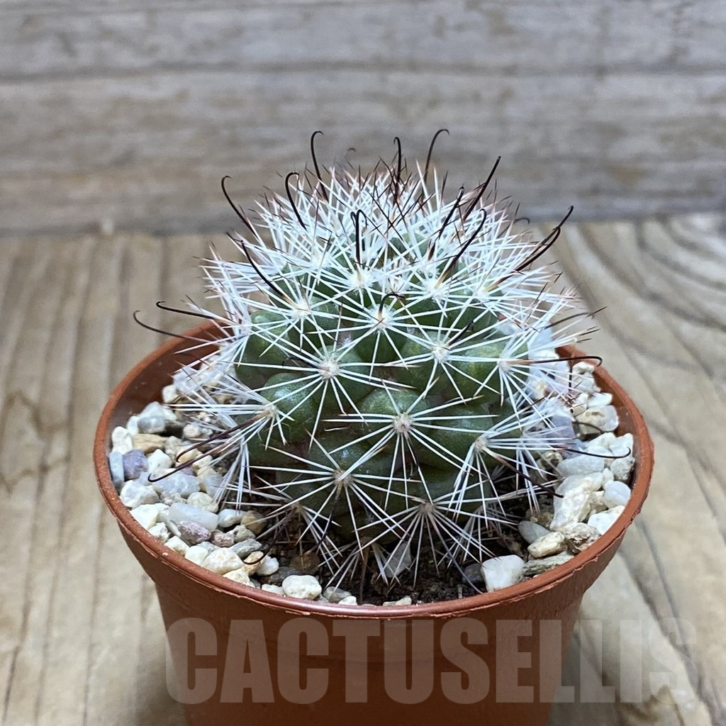 SH6283 Mammillaria insularis - immagine 2