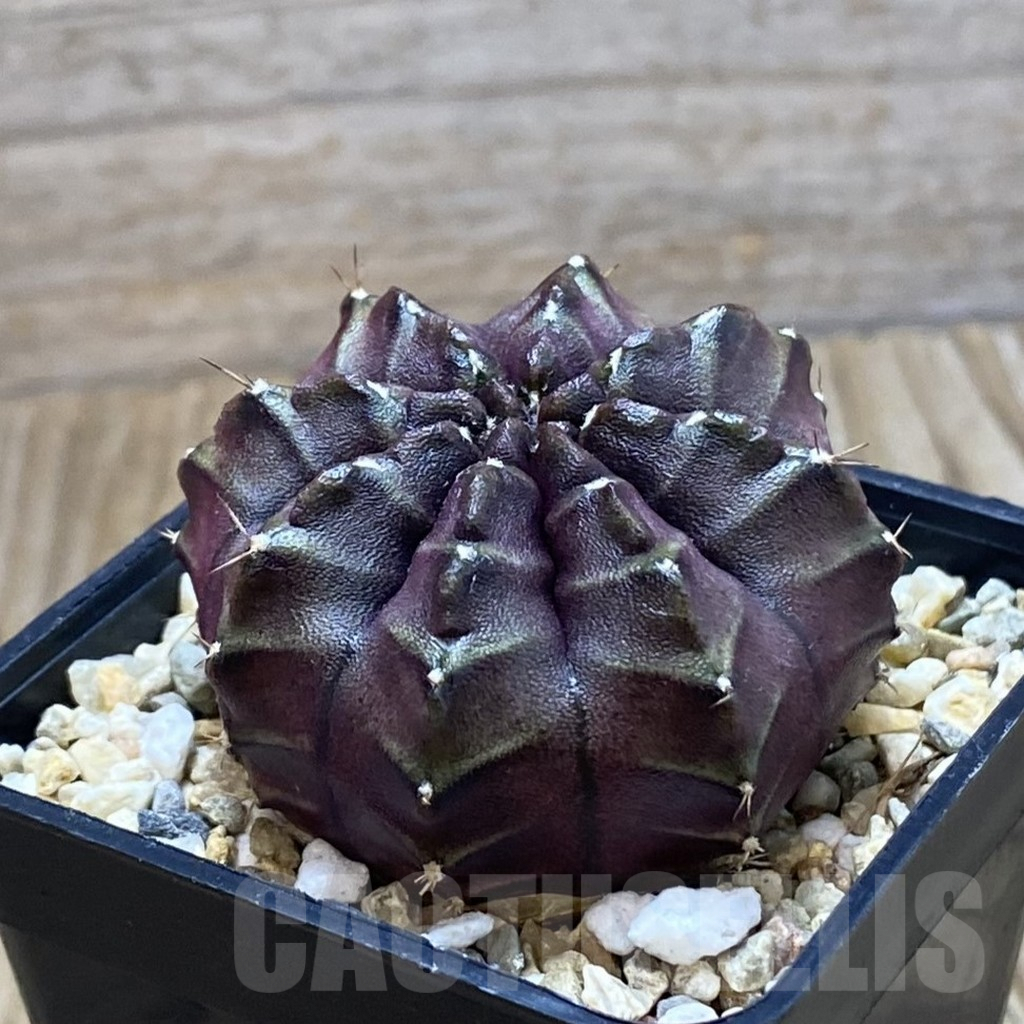 SH6313 Gymnocalycium mihanovichii ‘Nana’ x ‘Day Dream’, seedling - Image 2