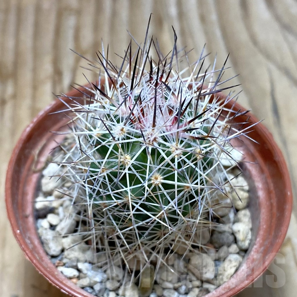 SH6285 Escobaria zilziana PM 71