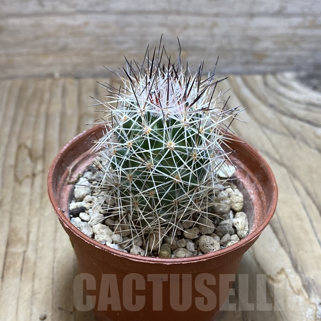 SH6285 Escobaria zilziana PM 71 - immagine 2