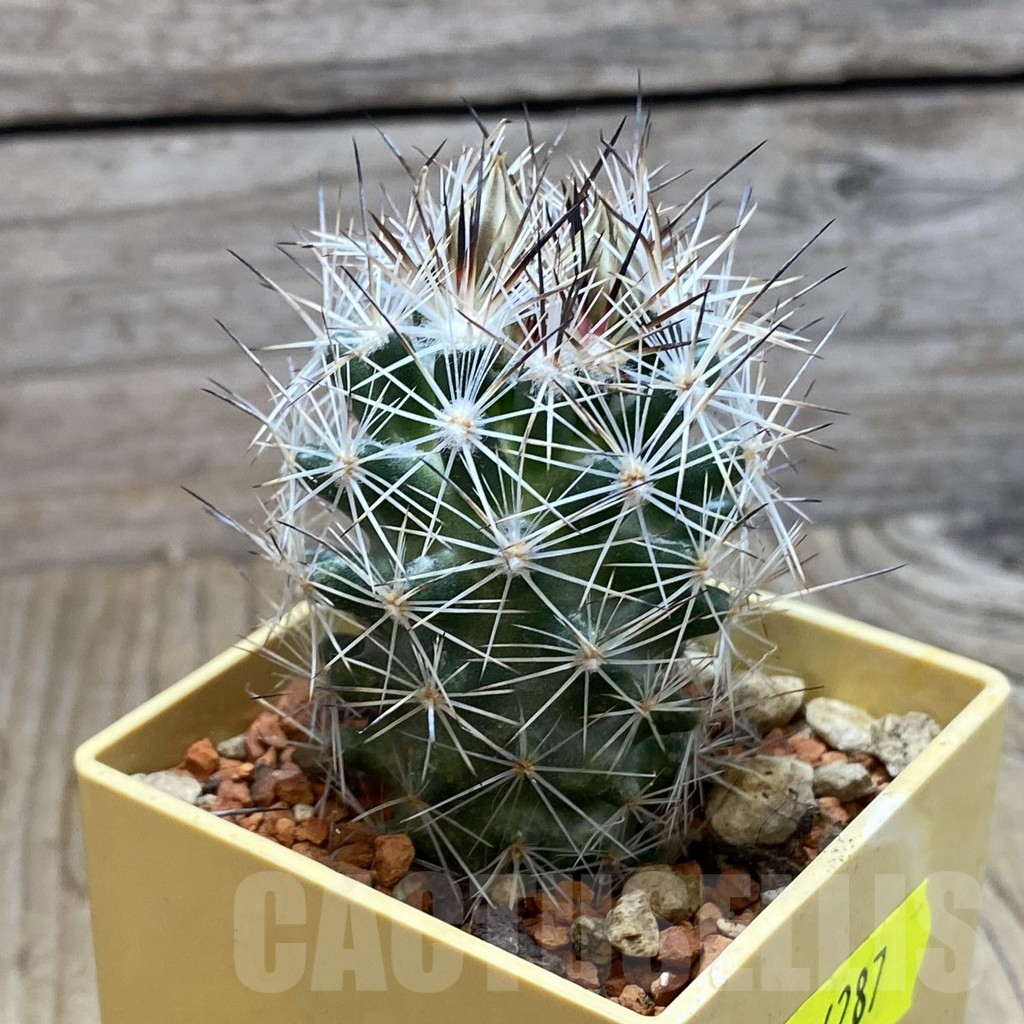 SH6287 Escobaria zilziana PM 71 - immagine 2