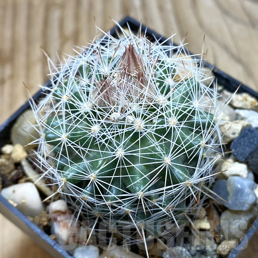 SH6288 Escobaria dasyacantha SB 968