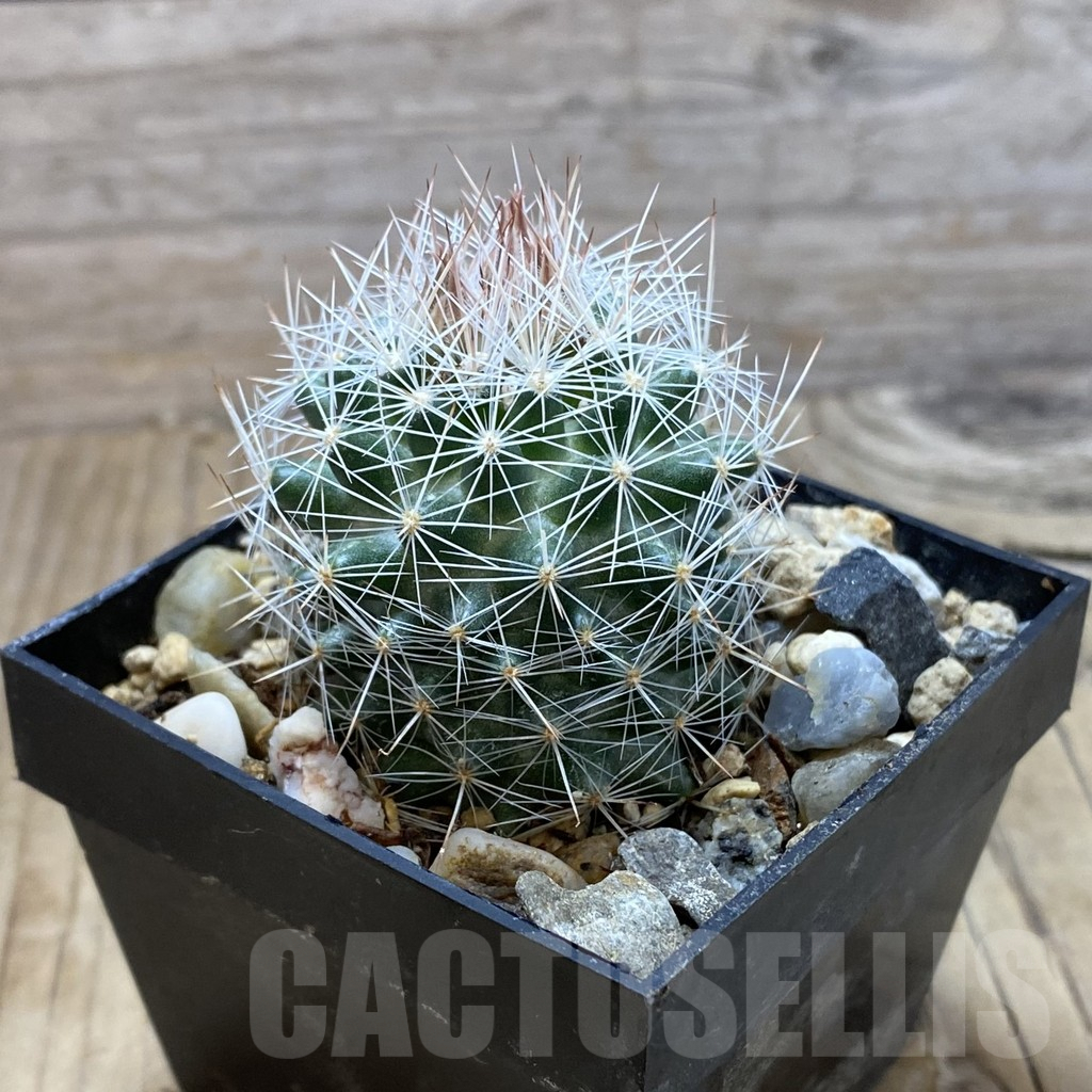 SH6288 Escobaria dasyacantha SB 968 - Image 2