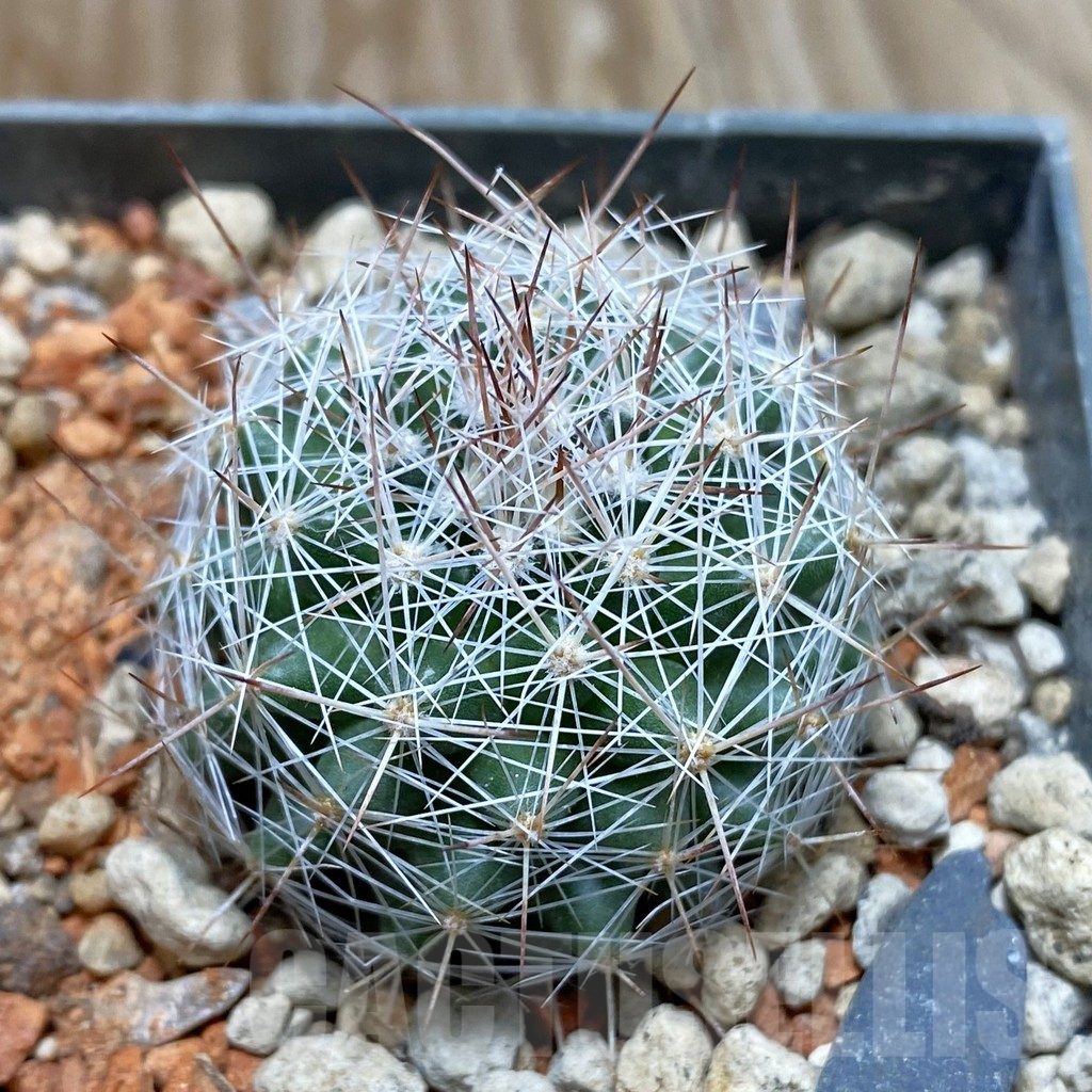 SH6289 Escobaria dasyacantha SB 968