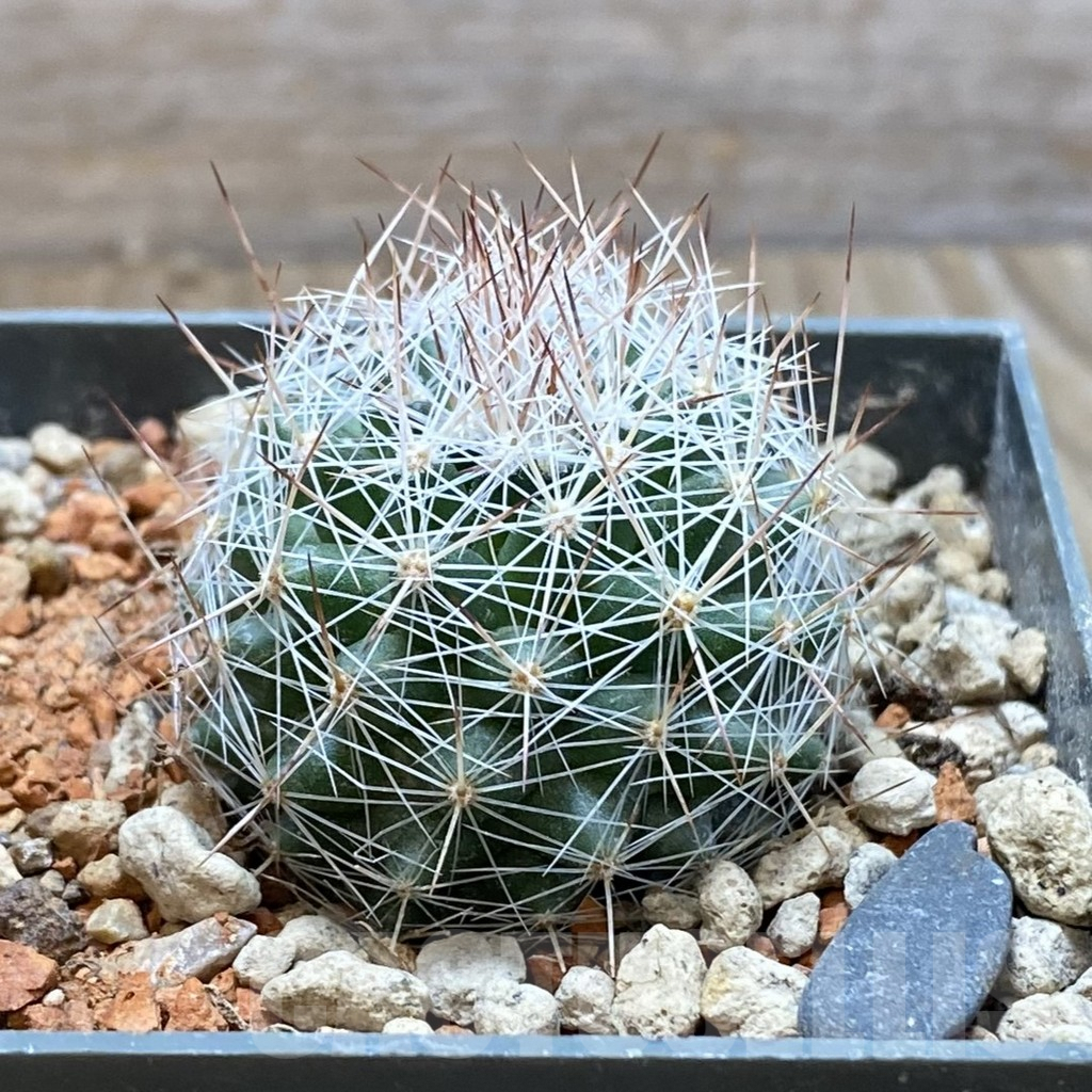 SH6289 Escobaria dasyacantha SB 968 - Image 2